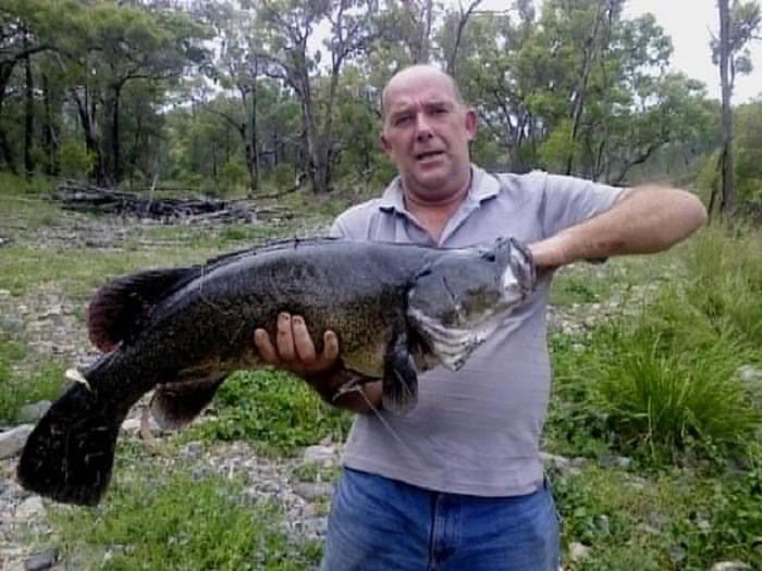 Merv McFarland landed this beaut cod at Austins Mar '14 a 99cm 40lb brute.
